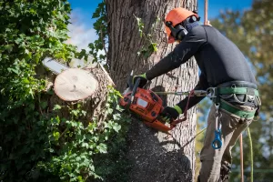 a tree service professional cuts limbs off of a tree with a chainsaw.